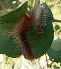 Chenille