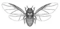 Dessin d'un insecte en noir et blanc avec les ailes étendues.