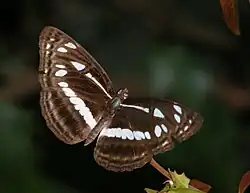 Neptis jumbah