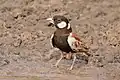 ♂