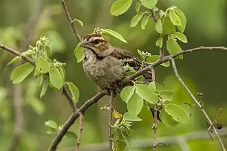 Description de l'image Chestnut-crowned Sparrow-Weaver - Murchison Falls NP - Uganda 06 5164 (22662525490).jpg.