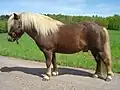 Poney alezan brûlé aux crins lavés.