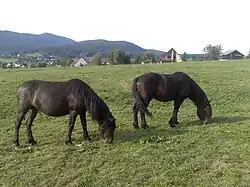 Deux chevaux nuances marron foncées vus de profil dans la montagne.