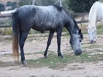 Jeune Crétois à Georgioúpoli, Grillos stables.