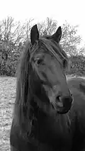 Tête d'un cheval noir, les oreilles écartées.