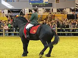 Cheval noir costaud monté à l'intérieur d'un bâtiment devant du public.