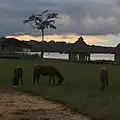 Chevaux broutant de l'herbe