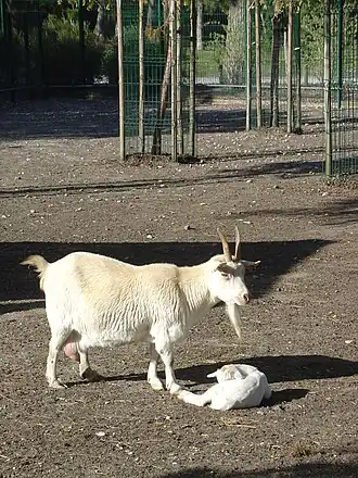 Une chèvre et son petit