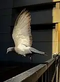 Columba livia domestica à Chicago en vol.