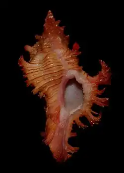 Chicoreus artemis