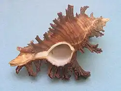 Chicoreus banksii