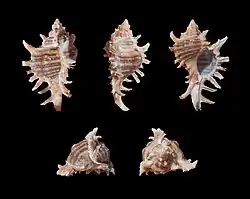 Chicoreus brevifrons