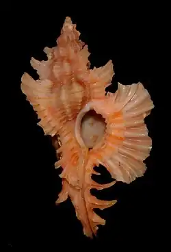 Chicoreus asianus