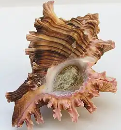 Chicoreus maurus