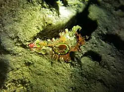 Chicoreus sp.