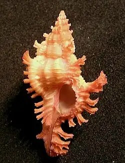 Chicoreus nobilis