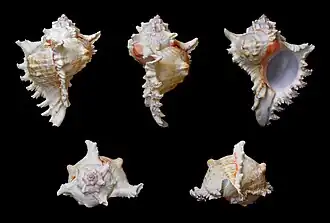 Chicoreus ramosus