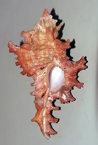 Description de l'image Chicoreus spectrum Barbados.jpg.