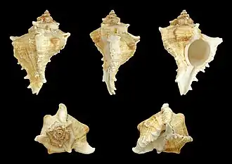 Chicoreus virgineus