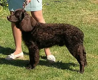 Chien d'eau américain