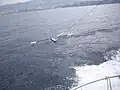 Chien-de-mer de Didier Costes.