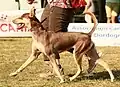 Chien du pérou variété à fourrure.