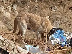 Vue d'un chien couleur jaune, la tête dans des ordures.