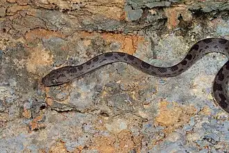 Description de l'image Chilabothrus gracilis 49455331.jpg.