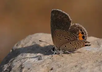 Description de l'image Chilades trochylus - Grass Jewel butterfly 01.jpg.