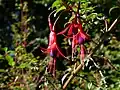 Fuchsia magellanica sur l'Île de Chiloé.