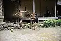 Enfants baduy