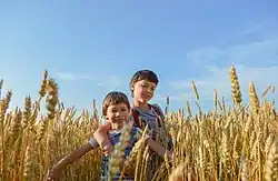 Deux enfants batifolent dans un champ de blé.