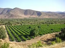 Vignoble chilien implanté sur le piémont des Andes.