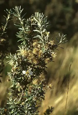 Description de l'image Chiliotrichum diffusum.jpg.