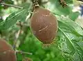Fruit.