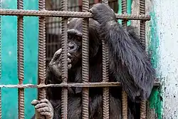 Chimpanzé