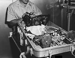 Photographie en noir et blanc d'un chimpanzé sanglé à son siège de vol en attente de l'entrée sans la capsule. Son soigneur se tient à côté de lui.