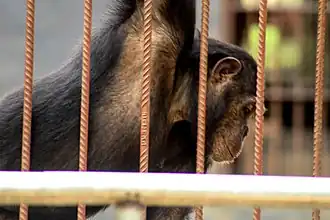 Description de l'image Chimpanzee in the zoo.jpg.