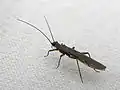 Protonemura Kempny. Position caractéristique des ailes, sur un abdomen aplati.