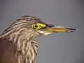 Tête de crabier chinois, plumage inter-nuptial