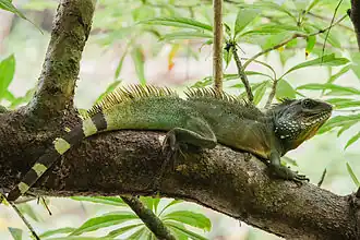 Dragon d'eau vert(Physignathus cocincinus)