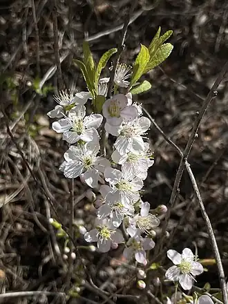 Description de l'image Chinese dwarf cherry imported from iNaturalist photo 367143956 on 25 June 2024.jpg.