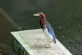 Héron crabier chinois, plumage nuptial