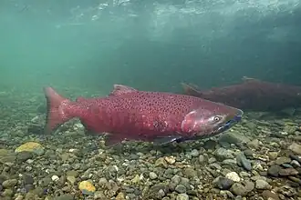 Description de l'image Chinook Salmon - 49588728982.jpg.