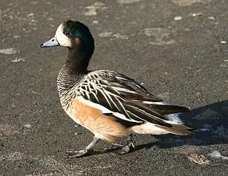 mâle