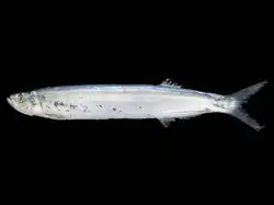 Chirocentrus dorab (Chirocentridae)