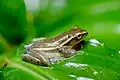 Chiromantis vittatus