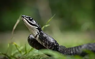 Description de l'image Chironius foveatus.jpg.