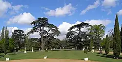 Cèdres.