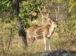 Cerf axis.
